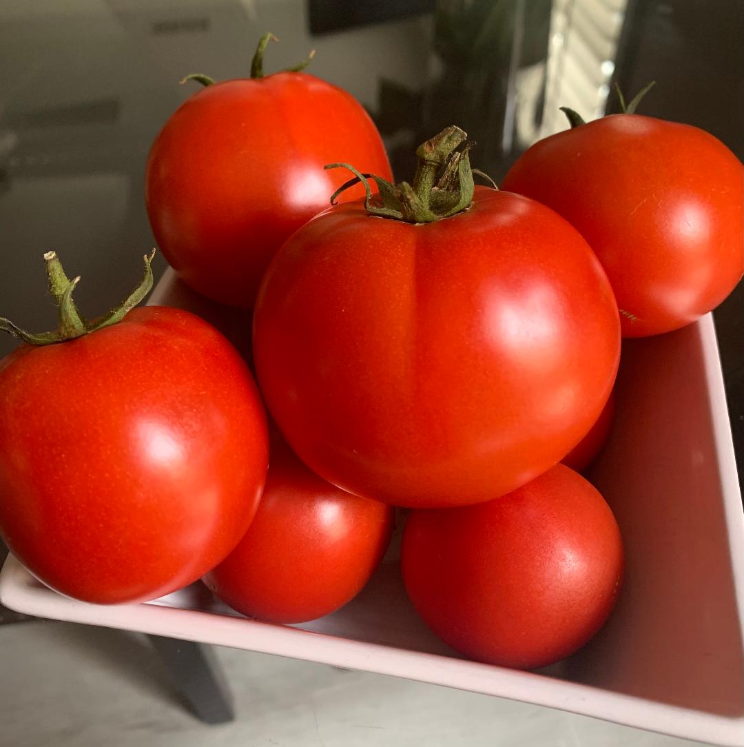 TOMATOE9