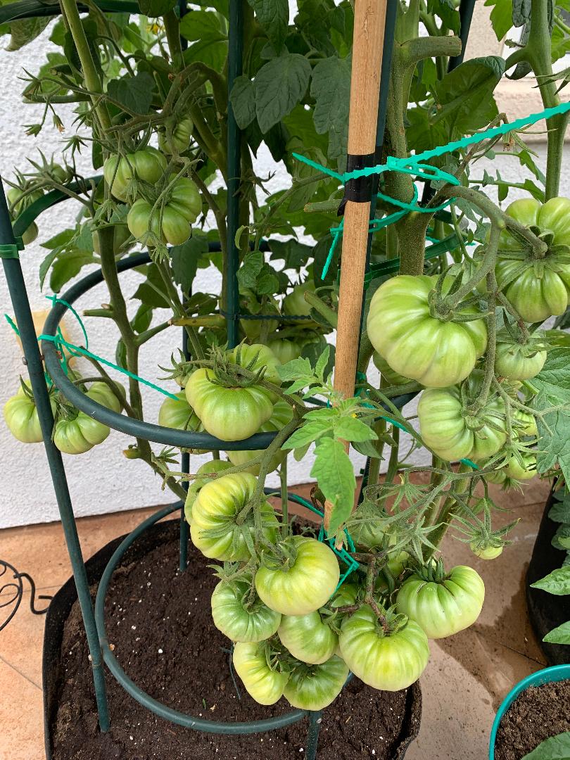 tomatoes11